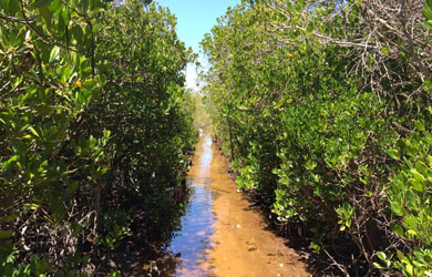 Estudo piloto em métricas para o planeamento de contrabalanços de biodiversidade em áreas de conservação – Reserva Nacional do Pomene