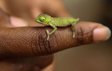 Survey in Chimanimani reveals more than 1,000 animal and plant species