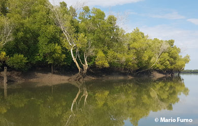 National Mangrove Management Strategy Approved