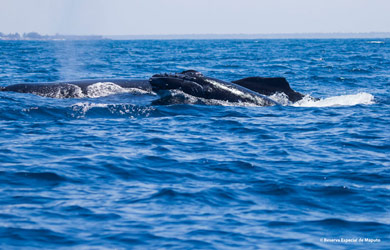 World Oceans Day : 8 June