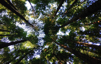 World Environment Day: PLCM Interns Promote Activities to Preserve the Environment