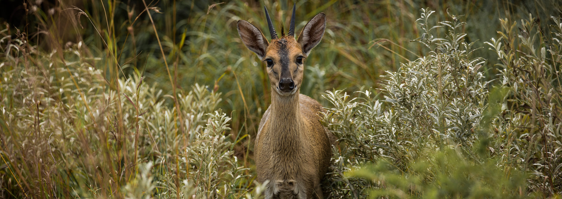 The Biodiversity Offsets Program