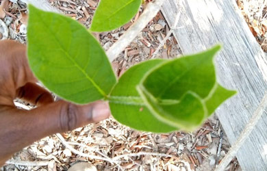 Estagiários do PLCM realizam Inventário de espécies da flora e fauna no Parque Nacional de Banhine