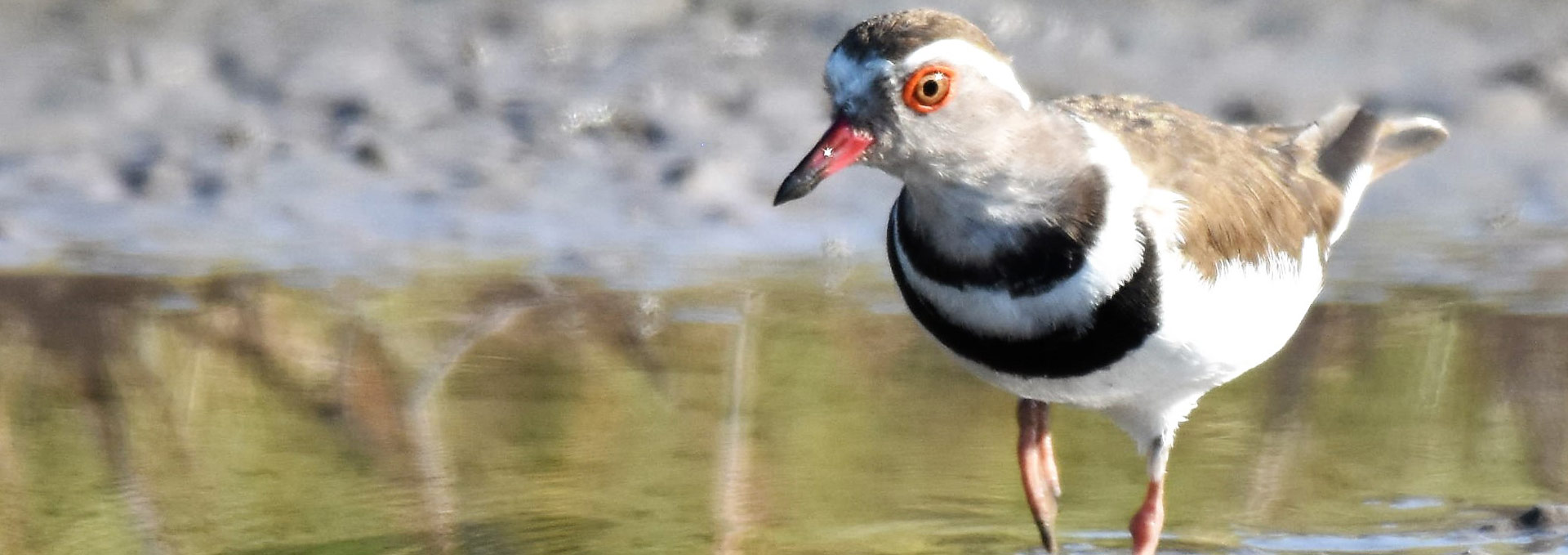 The Biodiversity Offsets Program