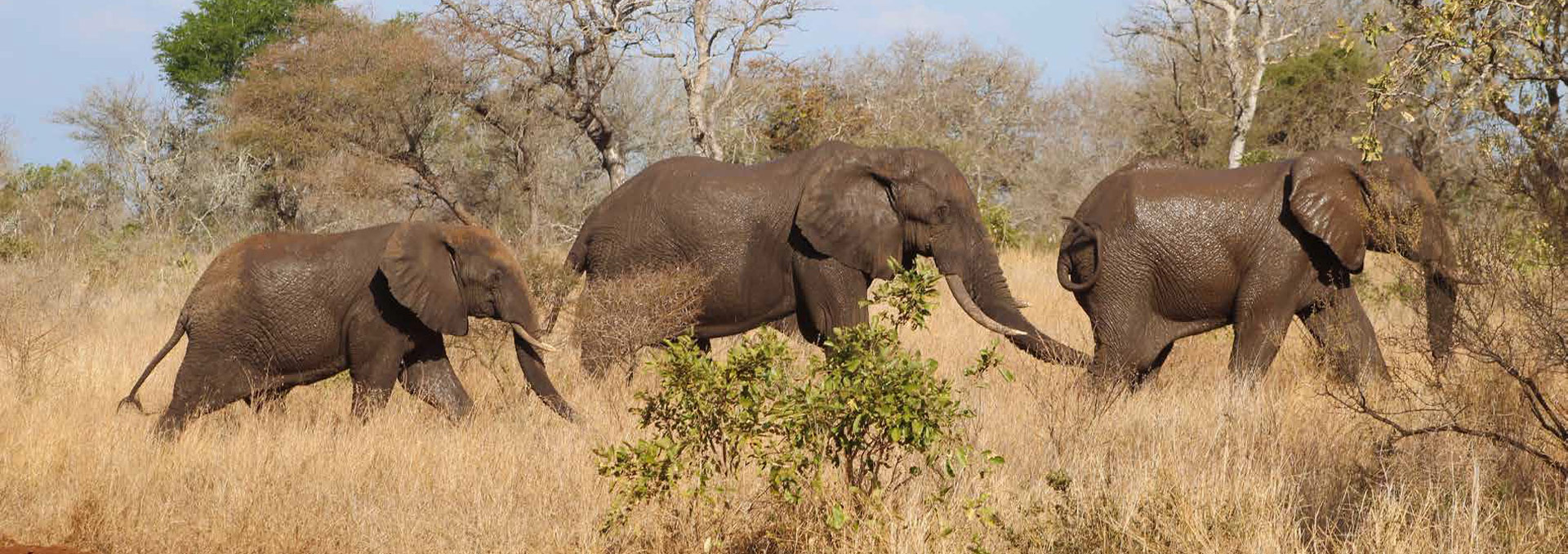 Building a new generation of conservation leaders