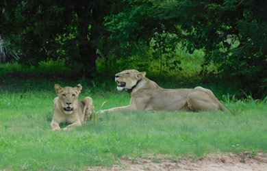 Lion family welcomes PLCM interns to the Niassa Special Reserve