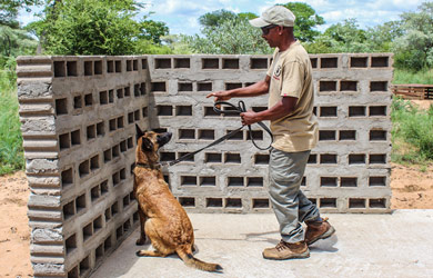 Gaby: the dog that makes a difference in inspection in Massingir Safaris