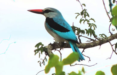 Our Biodiversity: Sampling of Exclusive Species in the Banhine National Park
