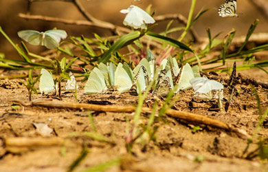 BIO-Fundo de Emergência: Evolução e seus impactos na protecção da biodiversidade em Moçambique