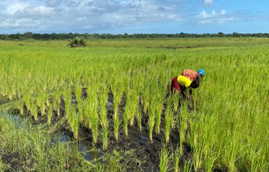 Zambeze Delta Safaris cria mecanismos de proteção da Biodiversidade