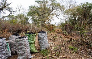 BIOFUND e parceiros realizam estudos sobre a cadeia de valor do carvão vegetal na Reserva Florestal de Licuáti e Área Envolvente