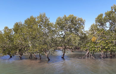 PROMOVE Biodiversidade Inicia Actividades de Gestão Sustentável dos Recursos Naturais na Área de Protecção Ambiental das Ilhas Primeiras e Segundas – APAIPS