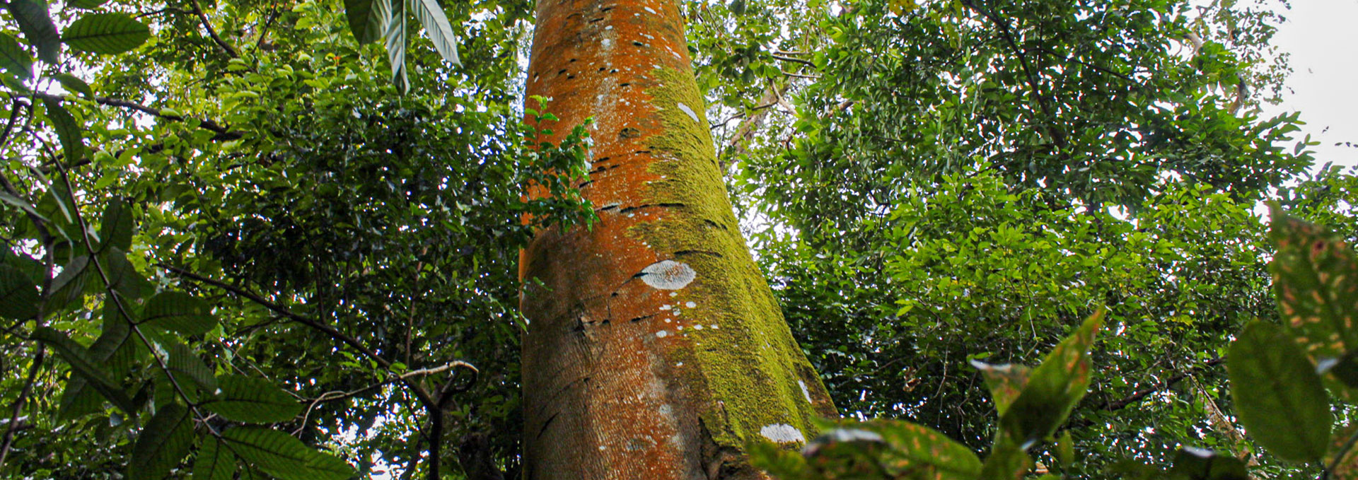 Projecto Chimanimani