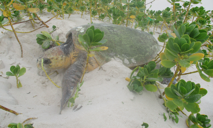 BIOFUND e WWF assinam acordo de parceria para a Conservação de Tartarugas Marinhas na Área de Protecção Ambiental das Ilhas Primeiras e Segundas