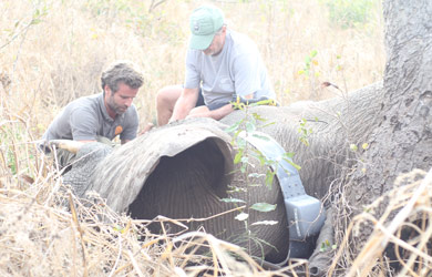 Monitorização em Tempo Real de Elefantes Inicia no Parque Nacional de Chimanimani