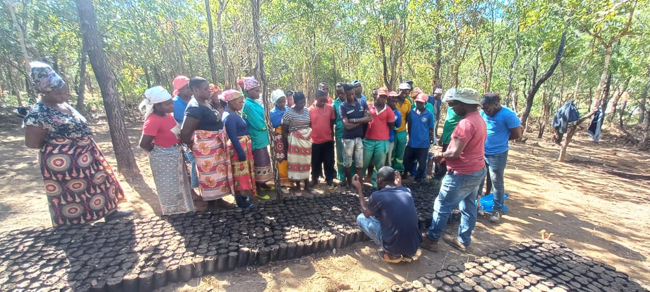 Parceria entre BIOFUND, Parque Nacional de Chimanimani e Associação Eden Reforestation capacita membros da comunidade local para implementação de actividades de restauração ecológica.