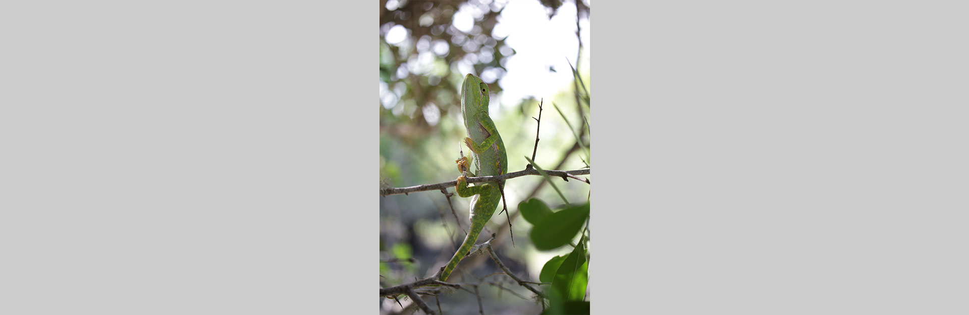 Assistência Técnica II