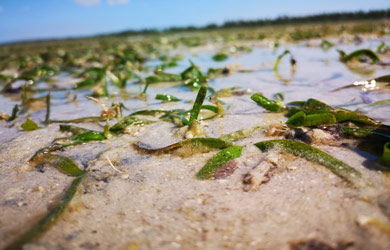Conciliando o Desenvolvimento Económico com a Conservação da Biodiversidade: Desenvolvimento de Métricas para Ervas Marinhas em Moçambique