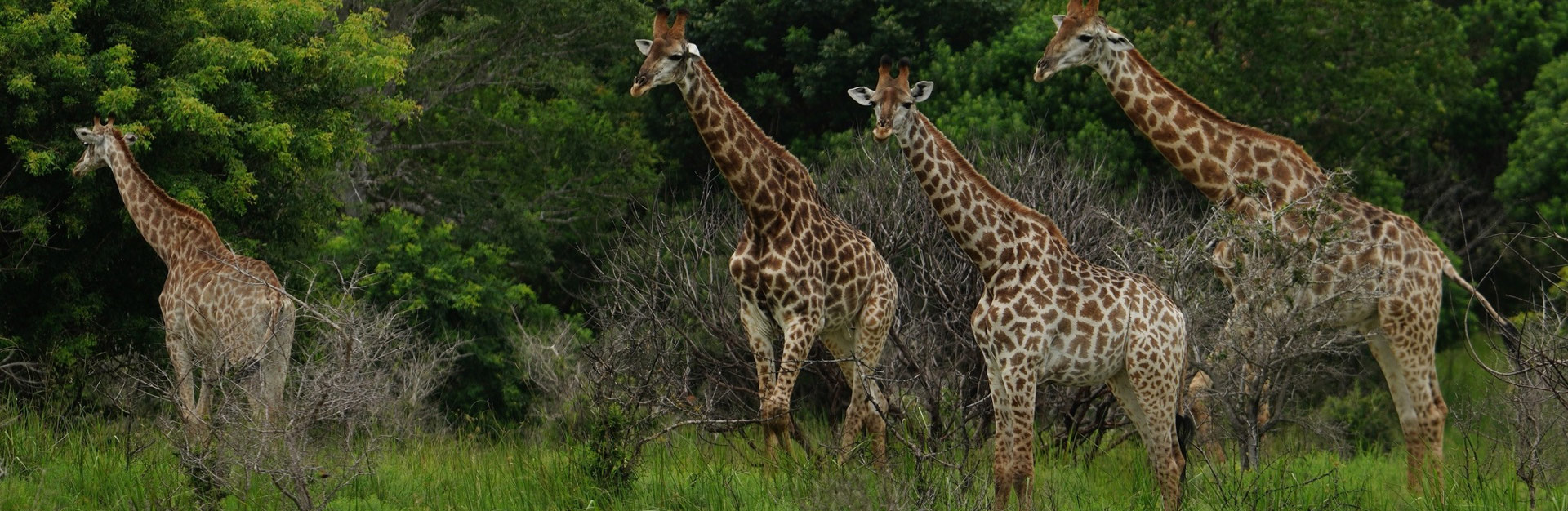 Fundos de Investimento para Negócios na Economia da Vida Selvagem