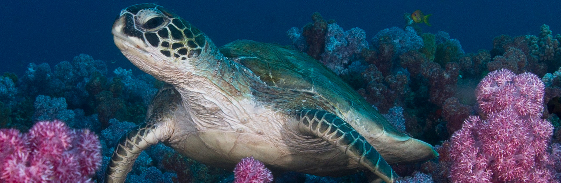 Projecto pós-abelha