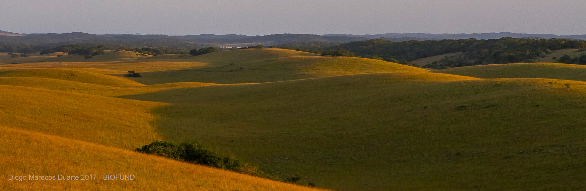 Fundos de Investimento para Negócios na Economia da Vida Selvagem