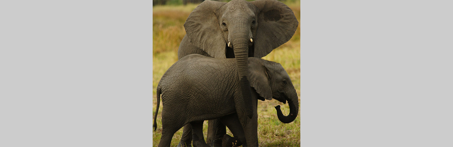 Fundos de Investimento para Negócios na Economia da Vida Selvagem