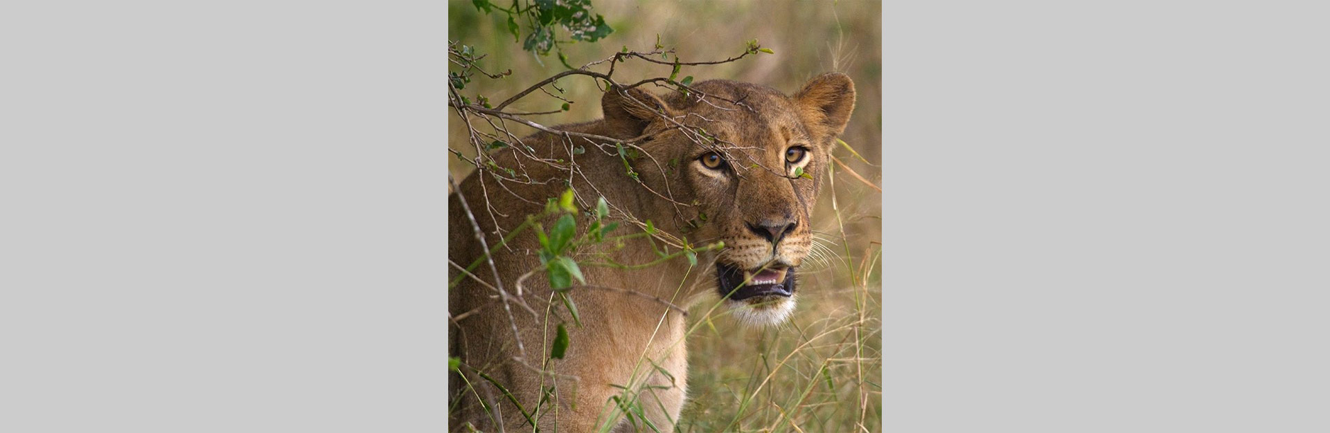 Fundos de Investimento para Negócios na Economia da Vida Selvagem
