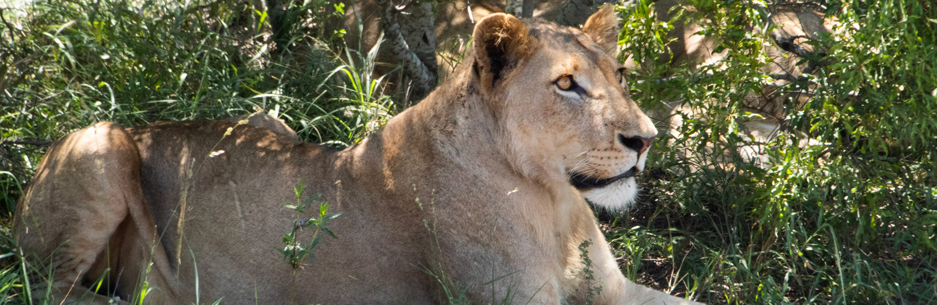 Assistência Técnica III