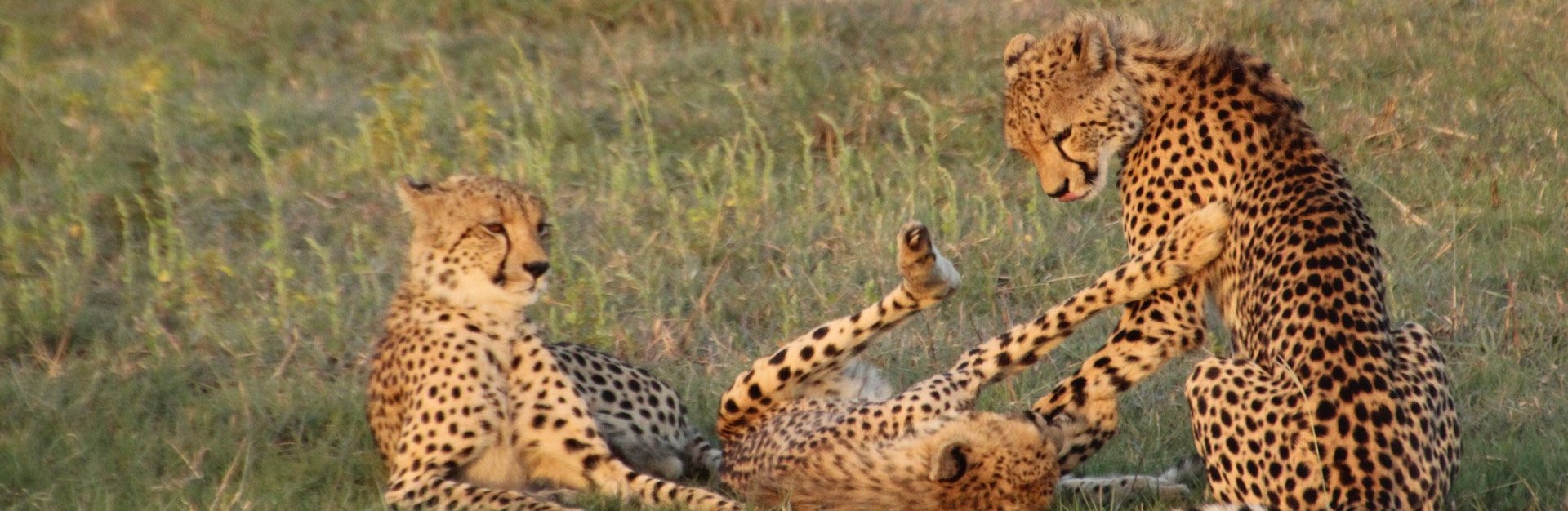 Assistência Técnica III